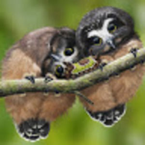 Meet your Posher, Victoria